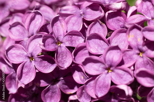 Bright lilac flowers in blossom, floral background, closeup, daylight, sunny day