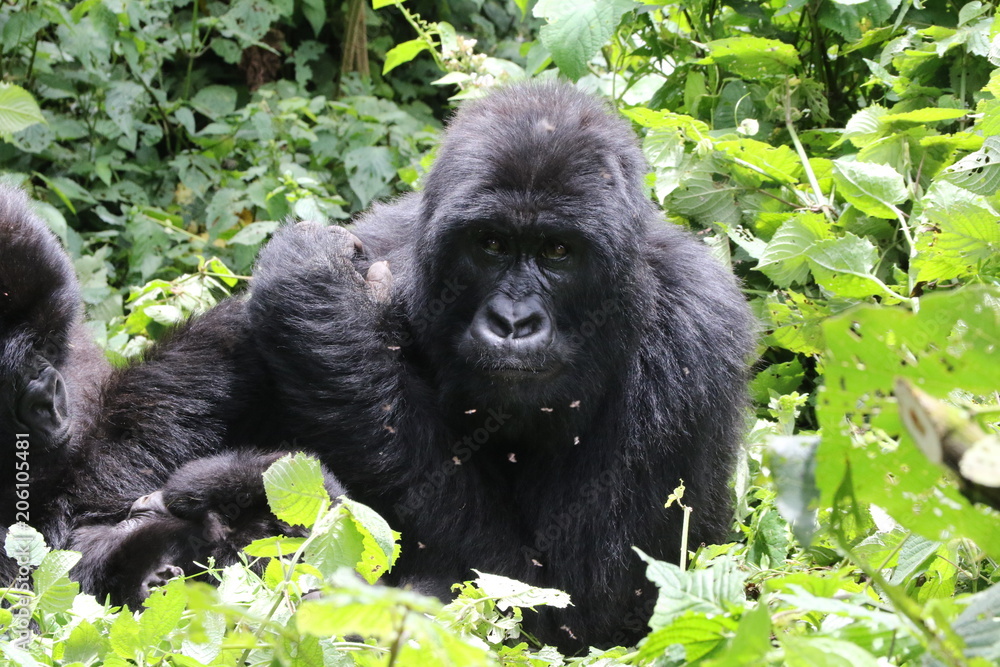 Moutain Gorilla, Democratic Republic of Congo, Africa Moutain Gorilla, Democratic Republic of Congo, Africa