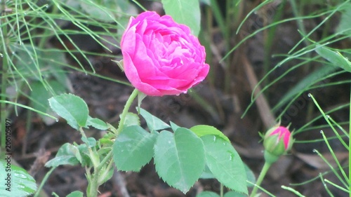 Wallpaper Mural Rose and Bud Torontodigital.ca