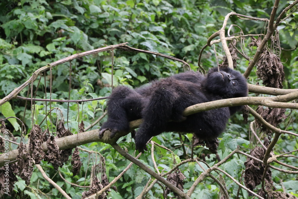 Mountain Gorilla, Baby plays in the trees, Democratic Republic of Congo, Africa Mountain Gorilla, Baby plays in the trees, Democratic Republic of Congo, Africa