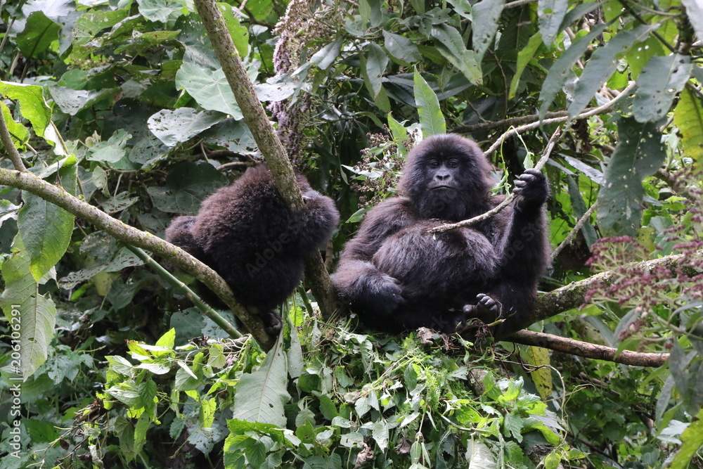Mountain Gorilla, pregant Mountain Gorilla with young Boy, Democratic Republic of Congo, Africa Mountain Gorilla, pregant Mountain Gorilla with young Boy, Democratic Republic of Congo, Africa