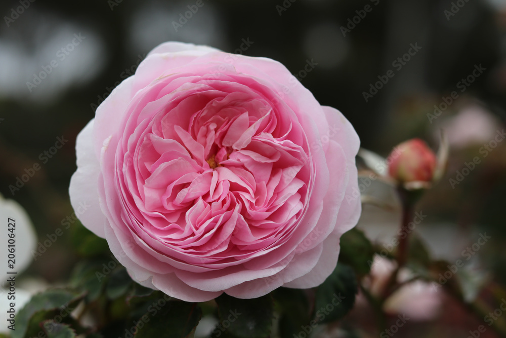 Pink Rose Pink Rose