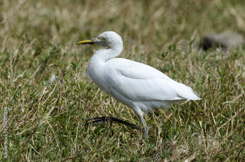 Héron garde boeufs,.Bubulcus ibis, Western Cattle Egret