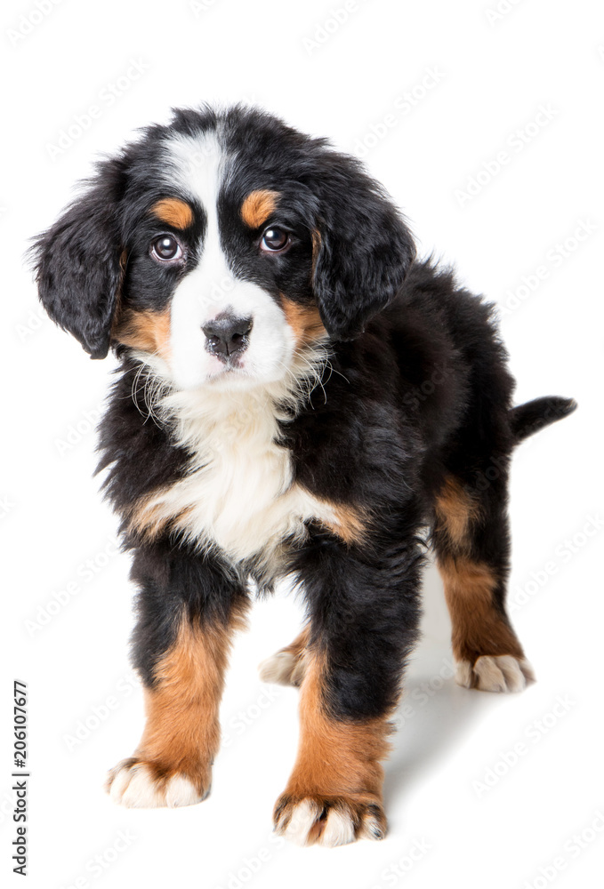 bernese mountain dog puppy isolated on white background 