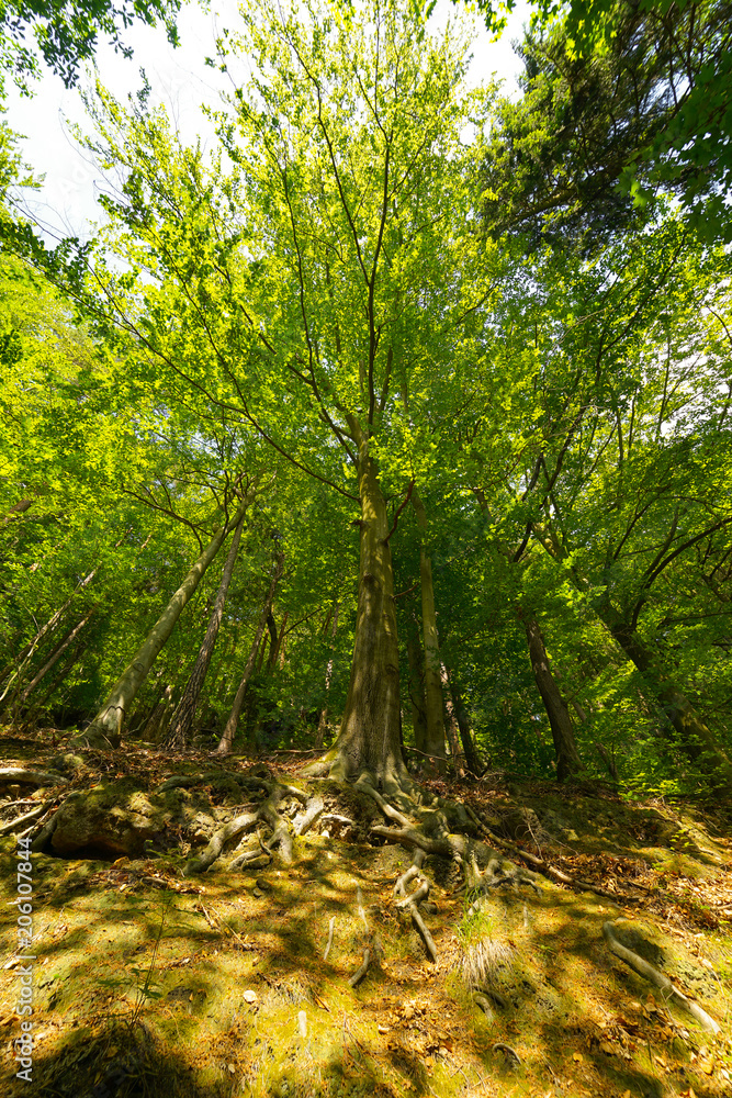 Wald Wald