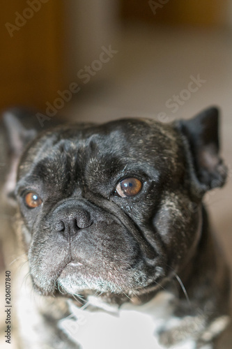 Black french bulldog with blur background. dog with sad eyes. close-up