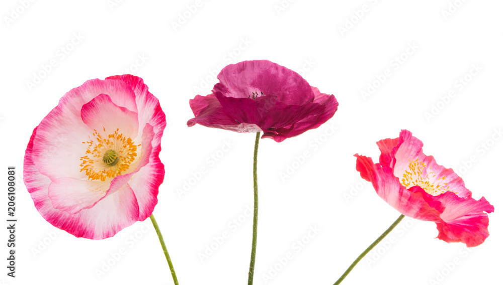 beautiful poppy isolated