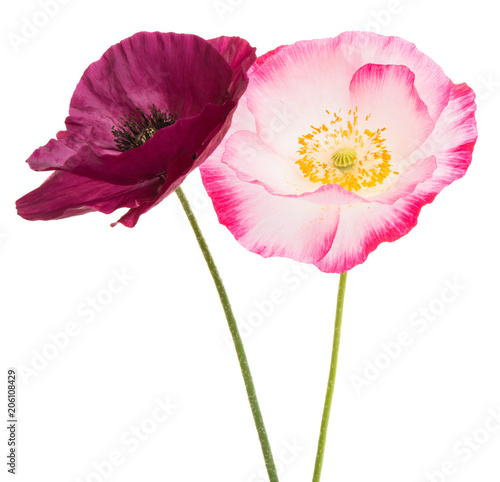 Fototapeta Naklejka Na Ścianę i Meble -  beautiful poppy isolated