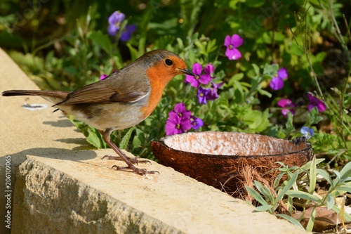 robin redbreast, erithacus rubecula, waiting for the food dish to be filled.