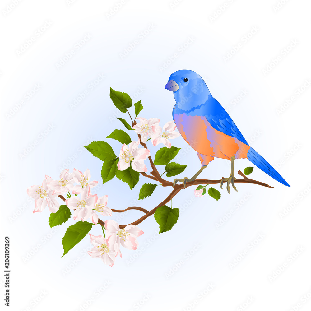 Bluebird  thrush small songbirdon on an apple tree branch with flowers vintage vector illustration editable hand draw