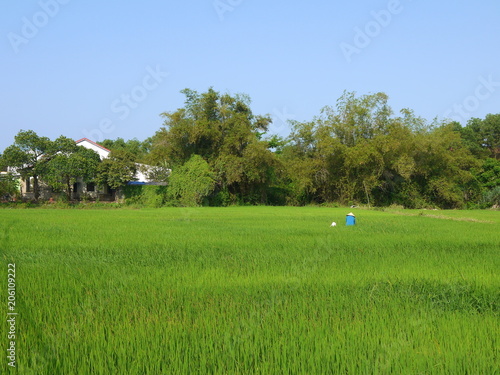 Beautiful landscape with view of a farmer working in a big green rice field in Hoi An