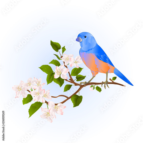 Bluebird  thrush small songbirdon on an apple tree branch with flowers vintage vector illustration editable hand draw