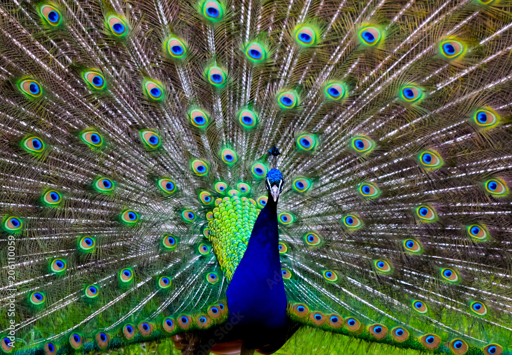 Obraz premium Peacock