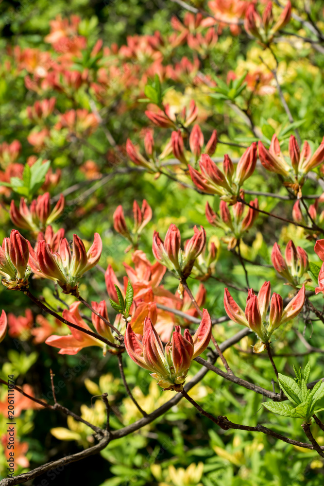 Flowering young coniferous trees in the spring in the forest. Selective focus Flowering young coniferous trees in the spring in the forest. Selective focus