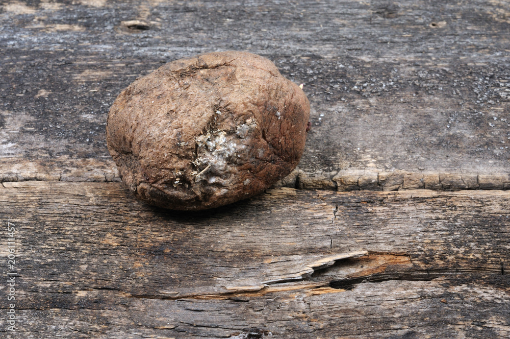 Obraz premium An old sluggish potato. Front view.