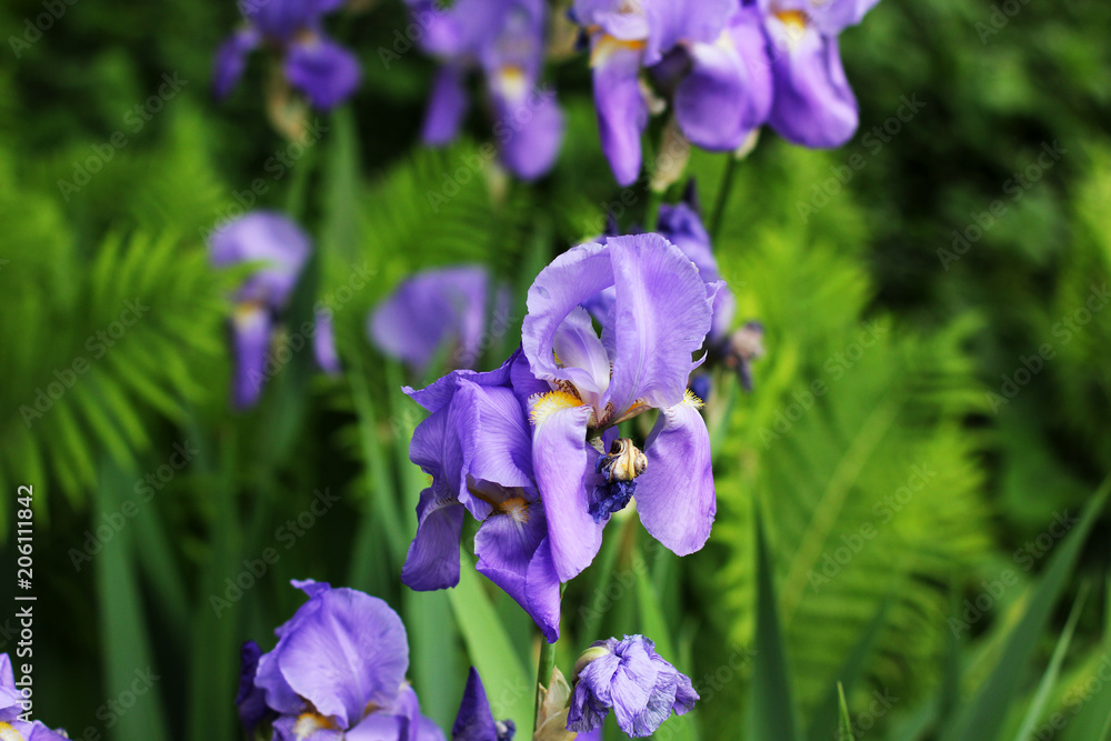Beautiful irises in the garden. Flowers close-up Beautiful irises in the garden. Flowers close-up