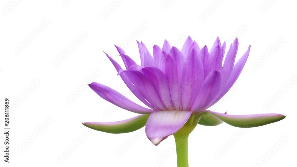 4K Beautiful lotus lilly purple tone isolated on white background 4K Beautiful lotus lilly purple tone isolated on white background