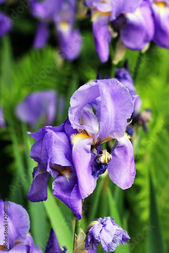 Beautiful irises in the garden. Flowers close-up