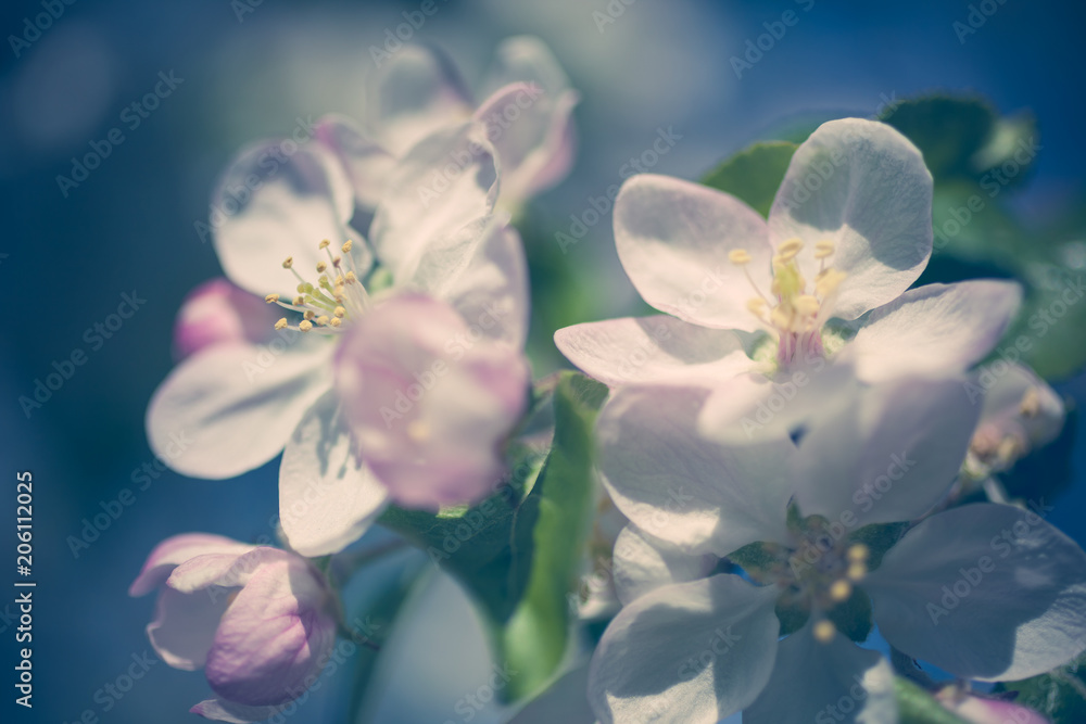 Apple blossoms over blurred nature background