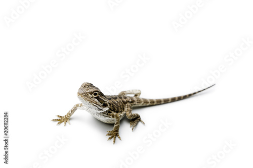Photo Agama. Baby Bearded Dragon on white background. Lizard.