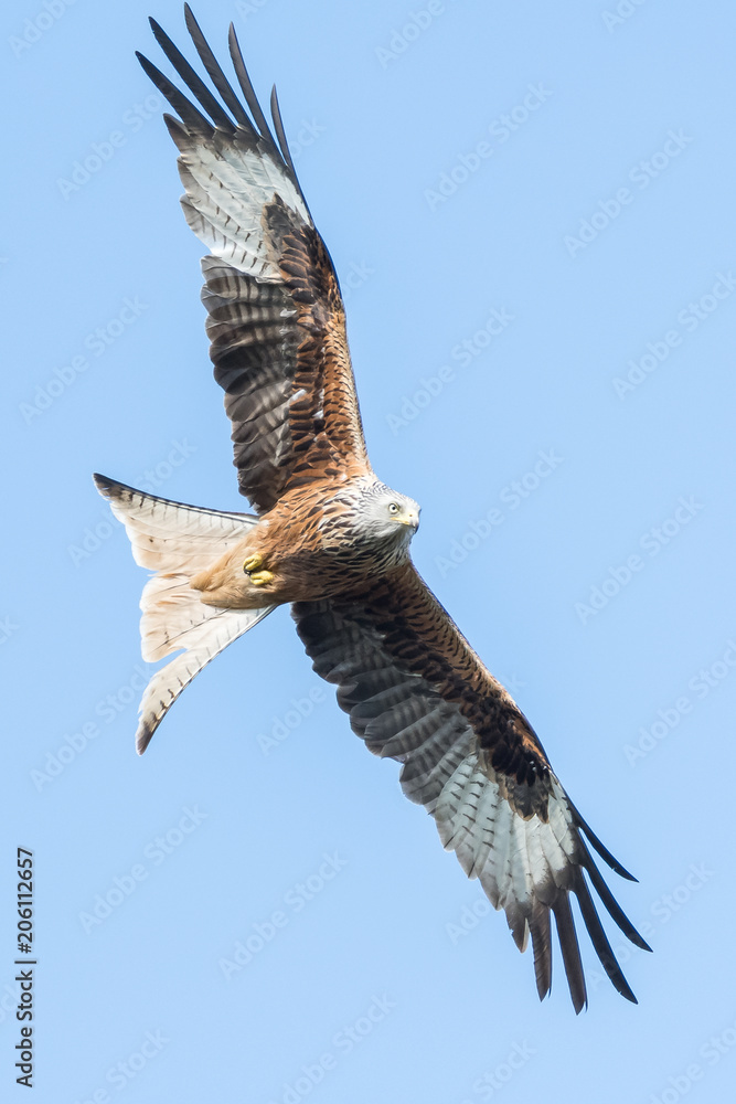 Red Kite Red Kite