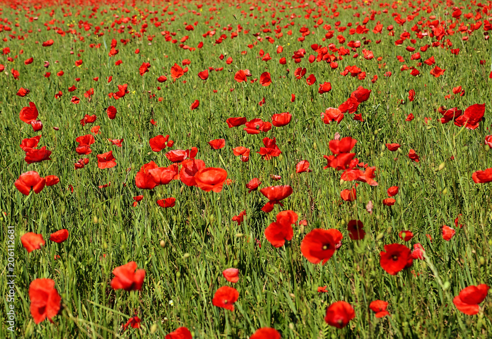 Obraz premium Garching, Germany May 21, 2018 - Spring in Bavaria, beautiful field full of red poppies