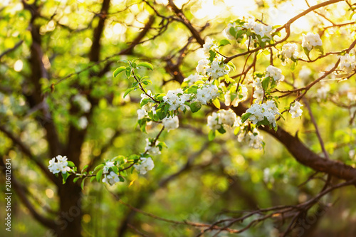 Closeup image of spring blooming apple garden. © Mayatnikstudio
