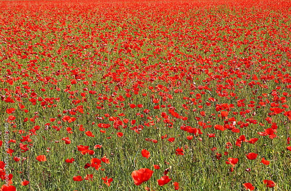 Garching, Germany May 21, 2018 - Spring in Bavaria, beautiful field full of red poppies, soft focus
