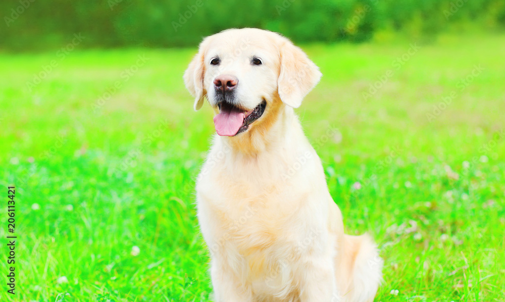 Pretty Golden Retriever dog is sitting on the grass summer