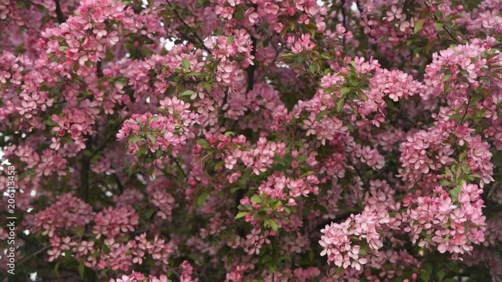 Colored pink sakura flowers in the wind twigs flowers may san cherry shaking branches green background spring day Colored pink sakura flowers in the wind twigs flowers may san cherry shaking branches green background spring day