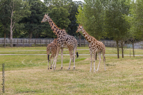 Giraffe - Woburn abbey