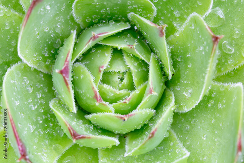 Fotografie Sempervivum succulent plants 2