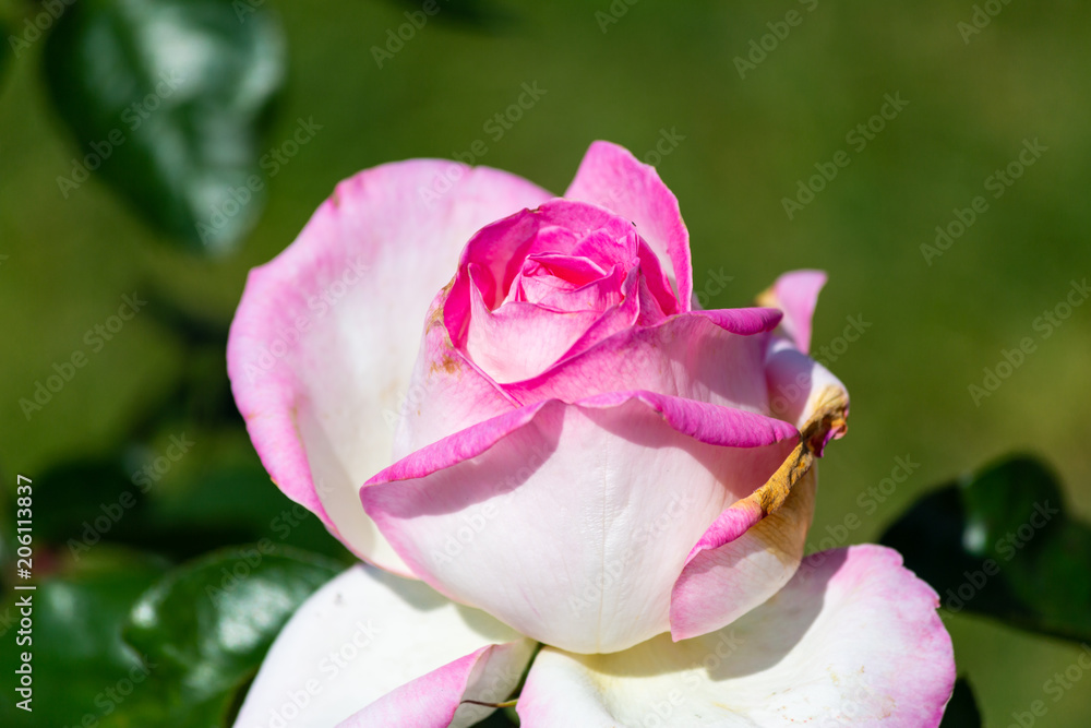 Rose flower in a garden Rose flower in a garden