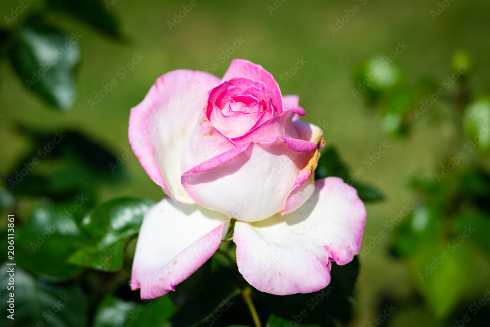 Rose flower in a garden