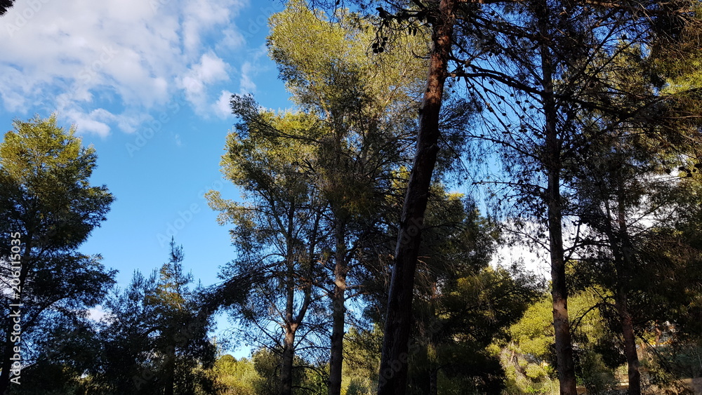 Mediterranean pine trees with blue sky background