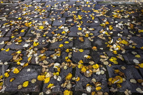 France Floor - Leaves - Brantome