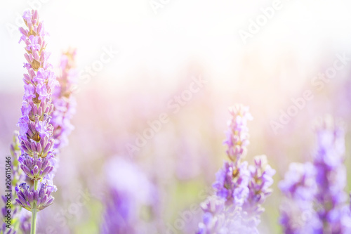 Lavender flowers at sunlight in a soft focus  pastel colors and blur background. Violet lavender field in Provence france with copy place.