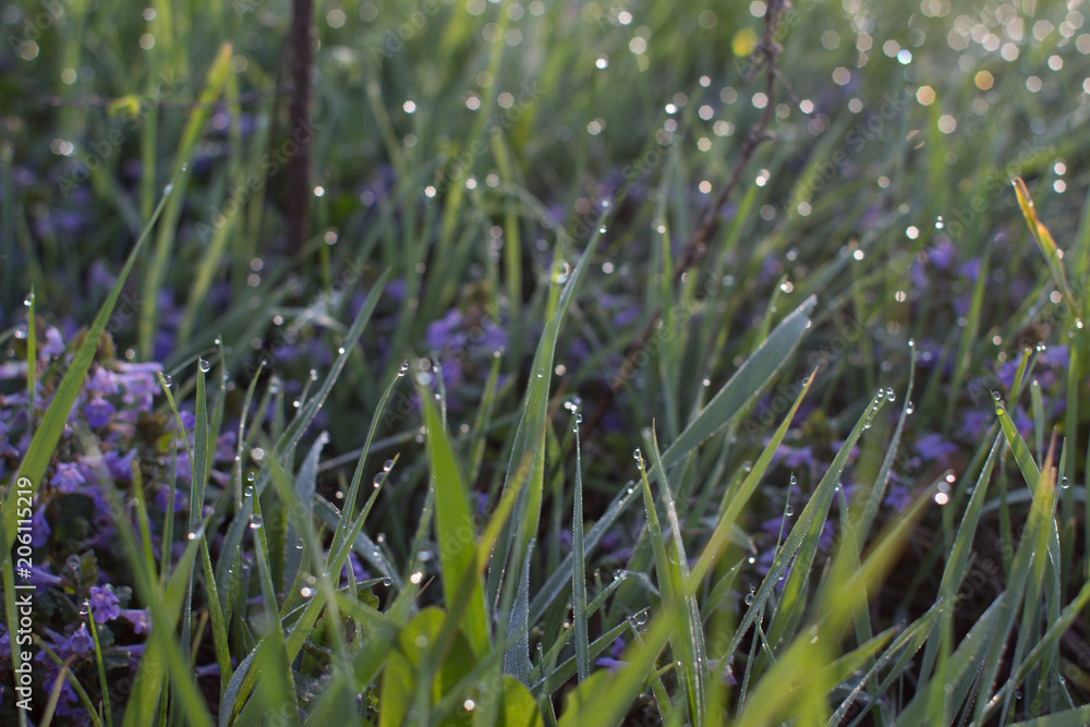 Drops of morning dew on purple flowers and grass Drops of morning dew on purple flowers and grass