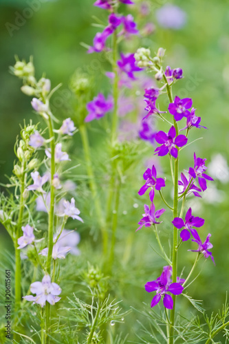 Blue and violet delphinium flowers