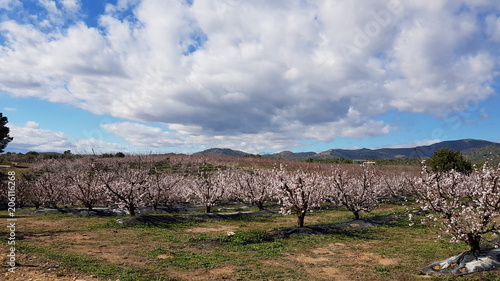 Quadro em tela Flowering almond trees
