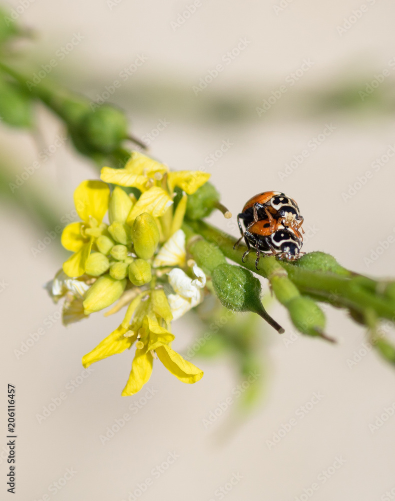 Marienkäfer bei der Paarung auf der Rapsblüte - Coccinellidae