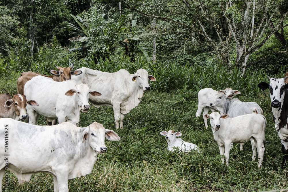 Obraz premium Rebanho Pastando