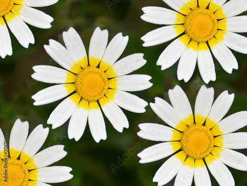 daisy flowers background texture