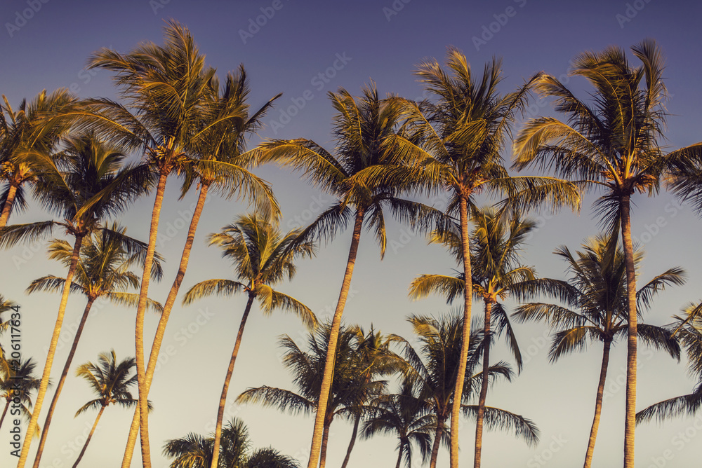 Naklejka premium Tropical Palm Trees
