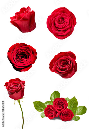 flower rose petal blosspm background