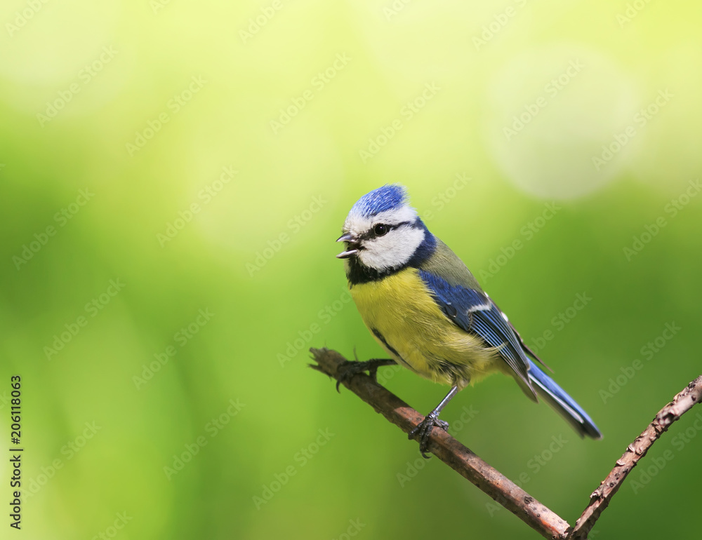 Obraz premium portrait of a beautiful bright little blue tit sitting on a branch in spring garden and sings