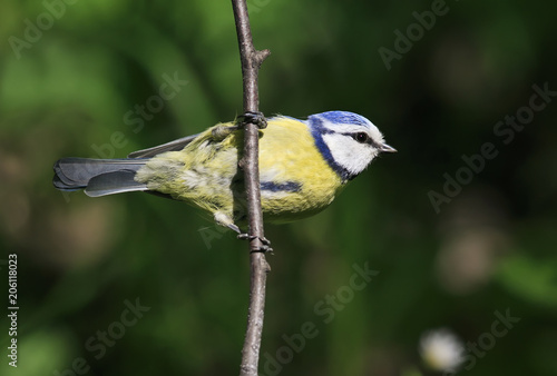 portrait of a beautiful bright little blue tit hangs from a branch in spring garden