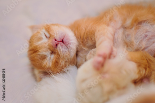 Maine-kun's little red-haired kitten is asleep.