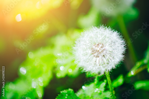 White fluffy head of a dandelion on a green meadow in the light of the setting sun.