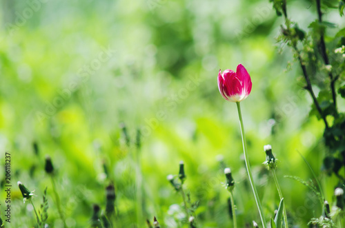 Red tulip flower in the meadow. Colorful spring background.